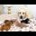 Golden Retriever Reacts to Tiny Kittens [Cutest Reaction Ever]