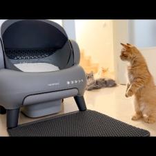 Funny Cats Reaction to New Neakasa M1 Automatic Litter Box!