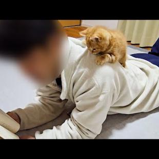 かまってモードの子猫を無視した結果まさかの事態に...