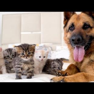 Tiny Kittens “Attack” Our German Shepherd with Love