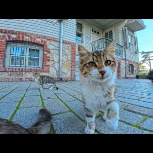 カメラにそ～っと近づいて素早くパンチして離れる猫がかわいすぎた