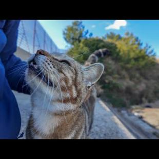 防波堤の階段に座っていたら現れた猫二人組、一方は撫でられ好き、もう一方はちょいビビり