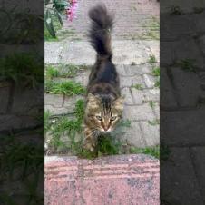 The cat literally explained its problem! 😹 What could it be saying? #short #straycat #talkingcat