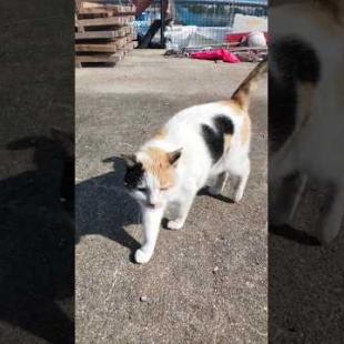 久しぶりに漁港に行くとハートマークの三毛猫ちゃんがモフられに出てきた