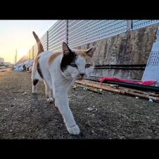 漁港に行くと背中にハートマークのある三毛猫ちゃんがモフられにきた