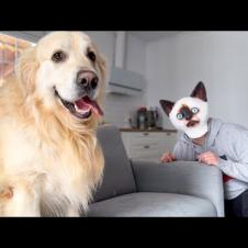 Golden Retriever Pranked By Cat Mask!