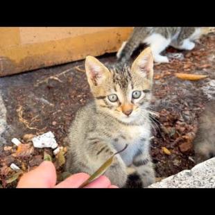 Little kittens are having so much fun playing, funny kitten video