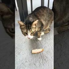 Cute hungry cat loved the cheese, meow #shorts  #cat  #cute  #streetcats  #purring  #animals#kitten