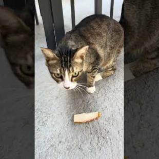 Cute hungry cat loved the cheese, meow #shorts  #cat  #cute  #streetcats  #purring  #animals#kitten