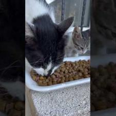 🙏 Hungry Kitten and His Mom Thank You for Food! 😻❤️#short #kitten #cat #catlove #cute #animals