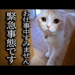 大変なものを見つけて報告に来た猫について行ってみた結果...