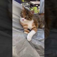 😻 😻 Resting cat says don't disturb me, meow #shorts #cat #catvideos #animals #cute  #kitten