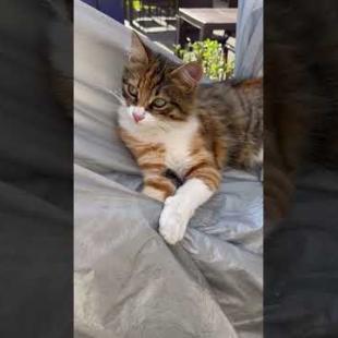 😻 😻 Resting cat says don't disturb me, meow #shorts #cat #catvideos #animals #cute  #kitten