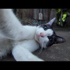 夕暮れ時の猫の細道を歩くとかわいいハチワレ猫に出会った