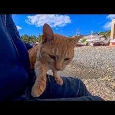 漁港にある小さな桟橋に腰掛けると猫がトコトコ歩いてきて隣に座ってきた