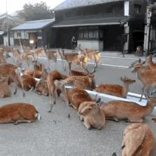 일본의 사슴촌