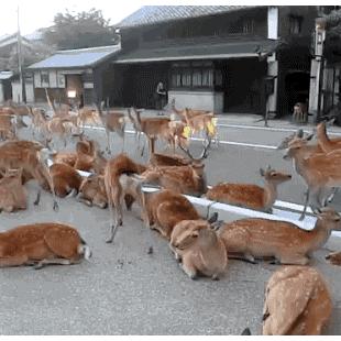 일본의 사슴촌
