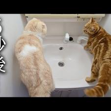 初めて猫たちが一緒に洗面に入ったら大変なことに...