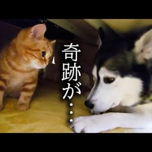 子猫とハスキー犬についにこの時がやってきた...