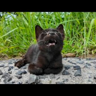 港近くの道端に小さな子猫がいました