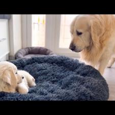 Golden Retriever Reacts to Golden Retriever Puppy Occupying His Bed