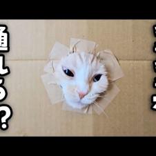 段ボールの穴が小さくなっていくと猫と犬は通れるのか⁉