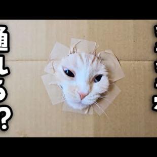 段ボールの穴が小さくなっていくと猫と犬は通れるのか⁉