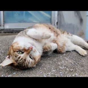 逃げる白キジ猫ちゃん、寄ってくる三毛猫ちゃん