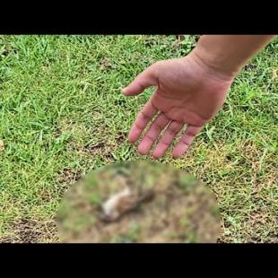 庭に弱っているスズメがいたので救助保護してみた結果...