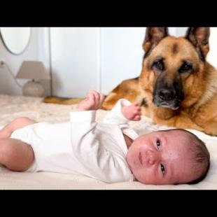 German Shepherd Confused by Newborn Baby
