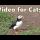 Cat TV ~ Videos of Birds for Cats to Watch and Enjoy ~ Puffin Fun
