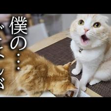 子猫にごはんを横取りされた結果こうなりました...