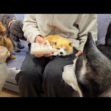 売れ残った子犬にミルクをあげると猫と犬が大変なことに...