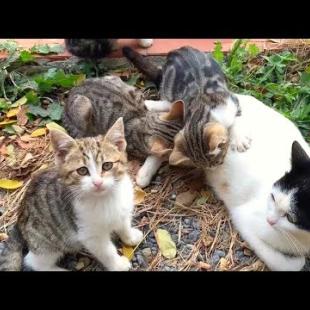 🐾💞 Where's Mom, Where's Food! The Cutest Moments of Hungry Kittens