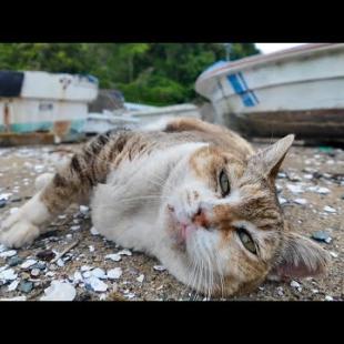 腰トントンを要求してくる漁港の三毛猫ちゃん