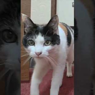 【猫旅館】猫入ってきた!