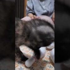 ボウリング猫 #猫 #子猫 #保護猫