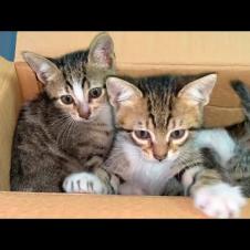 Homeless kittens play fun games in cardboard boxes, like mazes