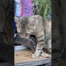 Kitten Froze When Mother Cat Wouldn't Give Milk 😂#shorts #kitten #cat #catlove #cute #animals