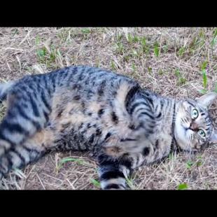 公園の芝生広場に行ったら猫がすり寄ってきた…癒しの時間🐾💗