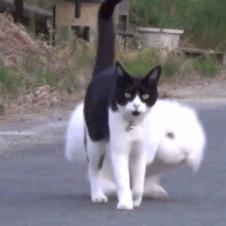 넌 정체가 뭐냥?