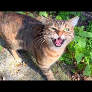 Hungry homeless cats meow loudly asking for food and attention