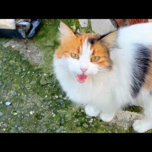 Hungry kittens meowing for food, cute furry kittens