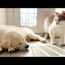 Pregnant Cat Reacts to Sleeping Golden Retriever Puppy