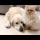 Funny Cat Refuses to Left Golden Retrievers Alone