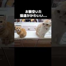 お腹が空いた猫達がかわいい...笑Hungry cats are the cutest chaos 😹🍽️