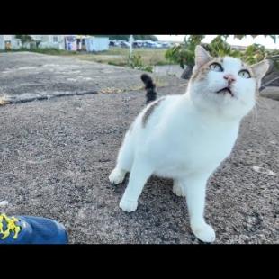 防波堤の上のよく喋る猫ちゃん