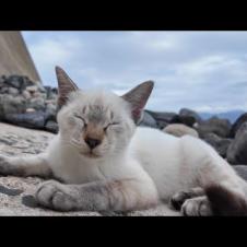 海辺にカワイイ子猫が寝ていたので動画を撮っていたら仲間がやってきてカメラをボコボコにされました