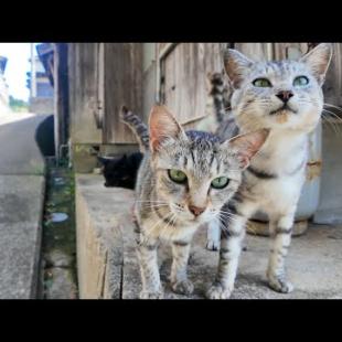 猫島の細い路地の日陰で休むと猫が隣に座ってきた