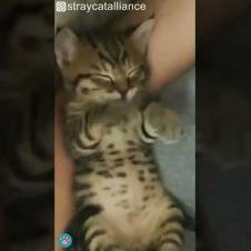 Sleepy Kitten Making Air Biscuit 😍